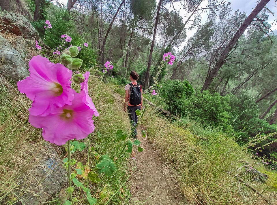 השביל העולה בהר כרמילה