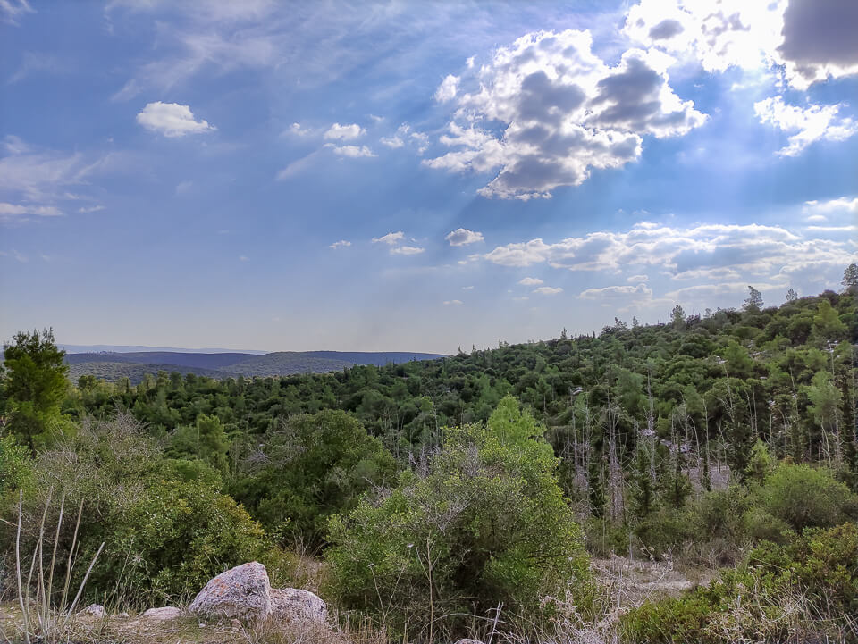 יער בפארק בריטניה