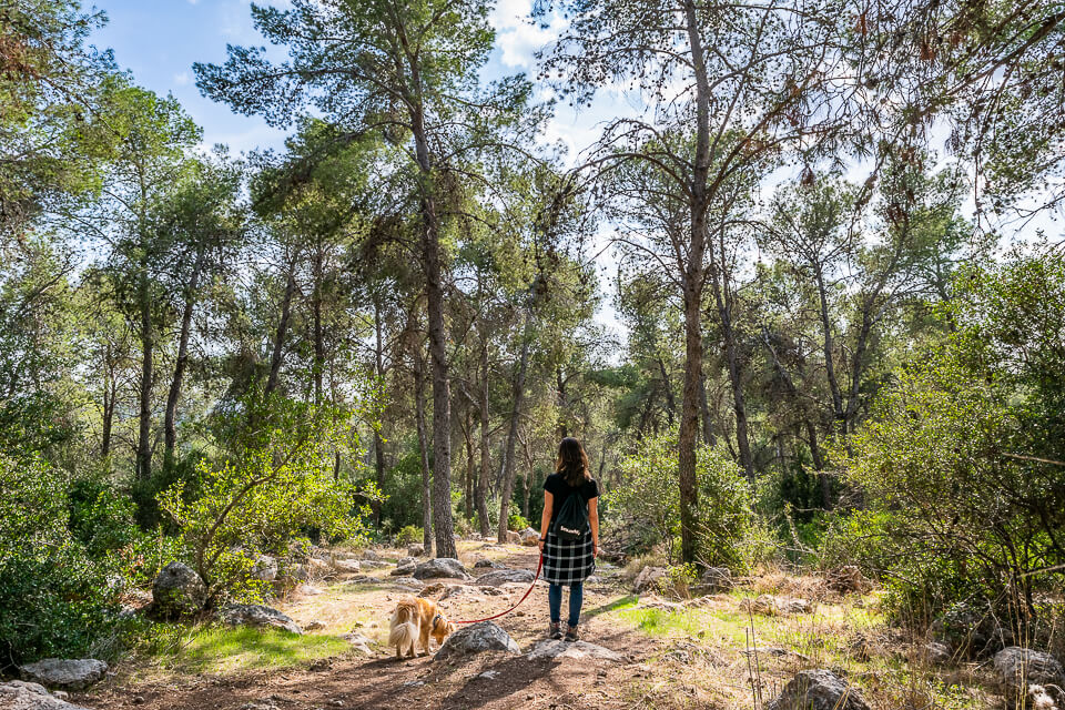 תחילת שביל סובב מצפה משואה בפארק בריטניה