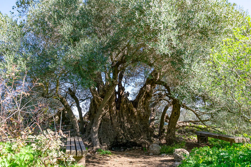 עץ זית ענק בן מאות שנים ליד תל צובה
