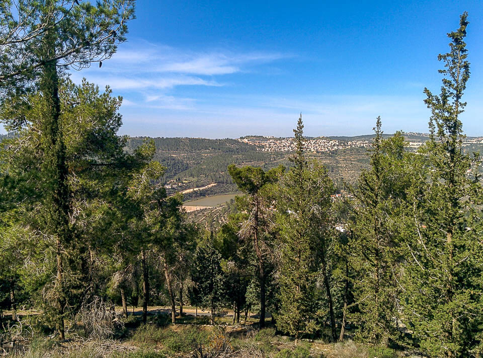 יער ירושלים