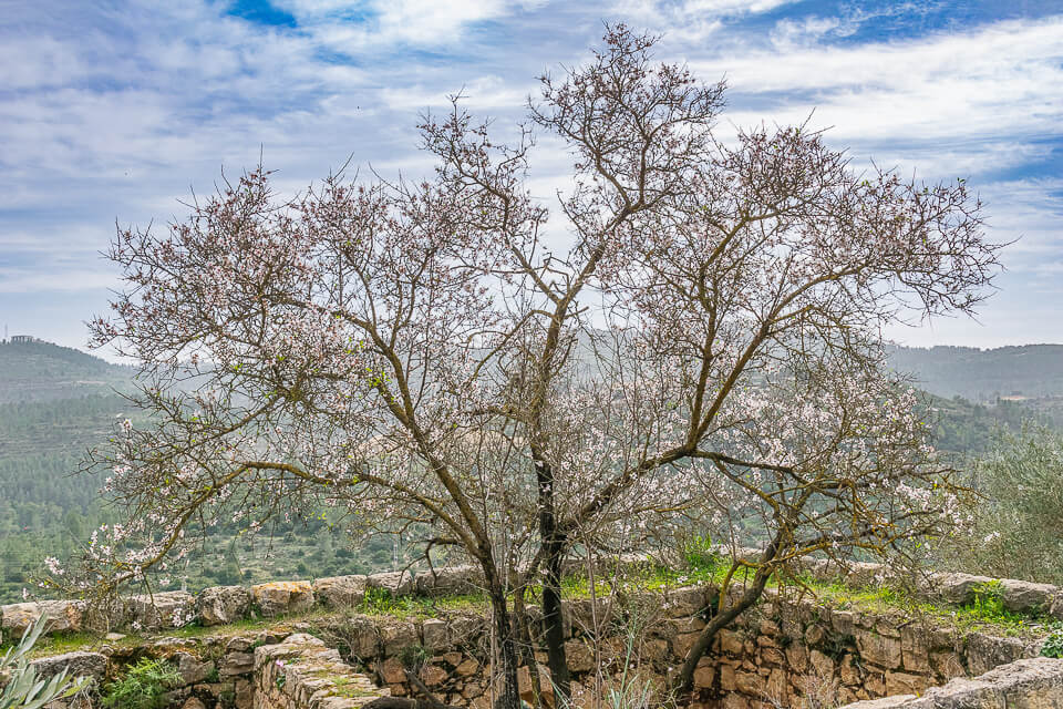 שקדיה פורחת בתוך מבנה בשביל השומרות