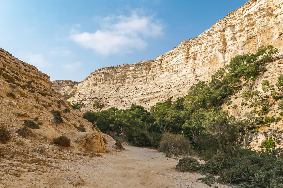 עצים בגן לאומי עין עבדת
