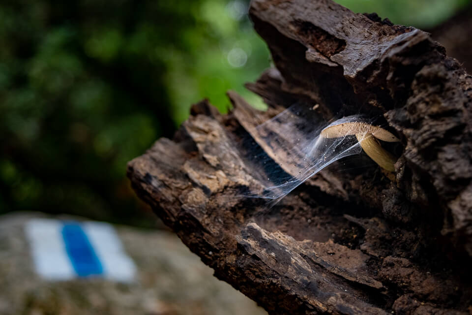 פטרייה מסתתרת בתוך גזע עץ