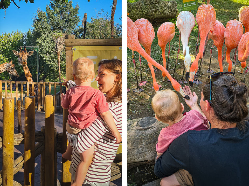 טיול בגן החיות של מדריד